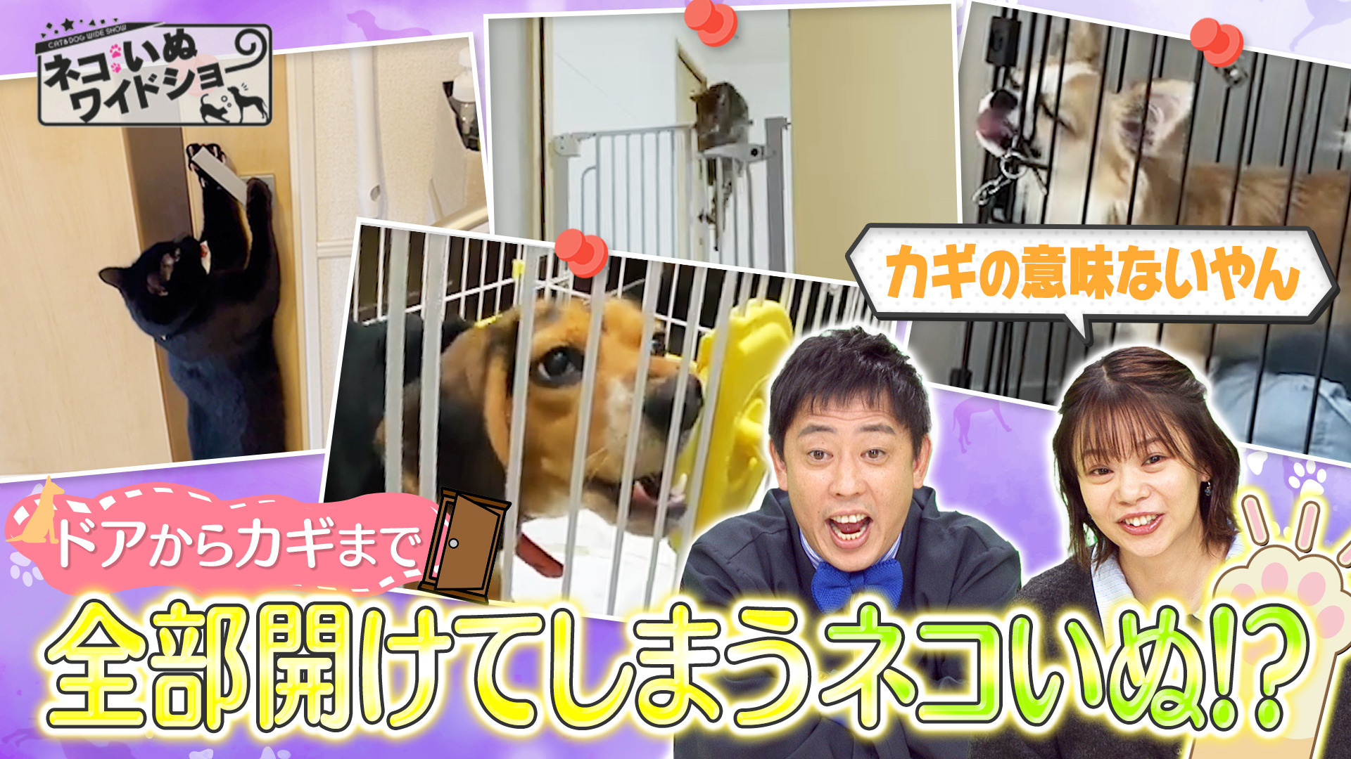 無料テレビで【BS朝日】ネコいぬワイドショーを視聴する