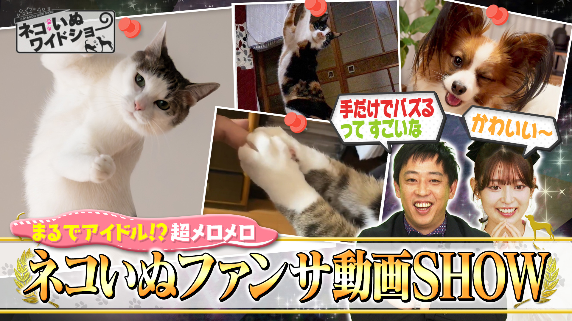 無料テレビで【BS朝日】ネコいぬワイドショーを視聴する