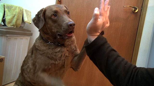 はいタッチ 1 Life With Dogs 犬とすごす毎日 テレ朝動画